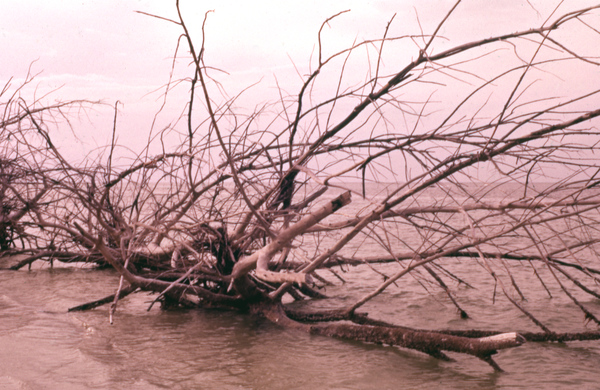 Driftwood on Shell Island near St. Petersburg, 1957