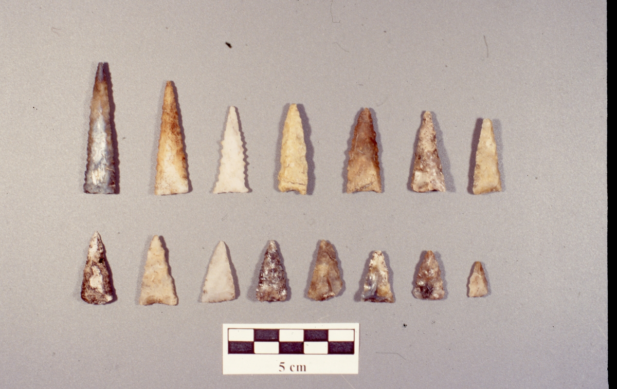 Photographs of the Jungle Prada Site in St. Petersburg